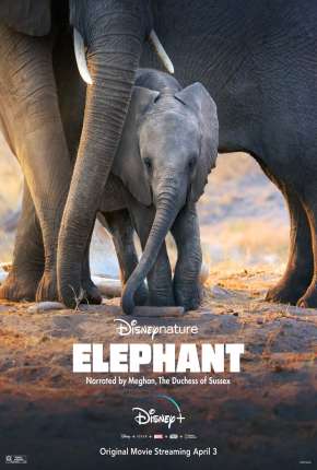 Elefante - Legendado 2020 Torrent